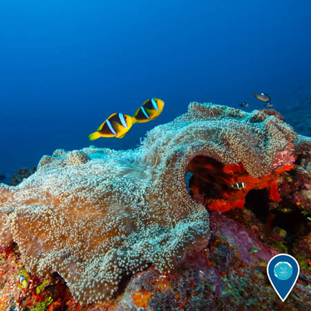 Two yellow, black, and white-striped anemonefish swim above a large sea anemone.