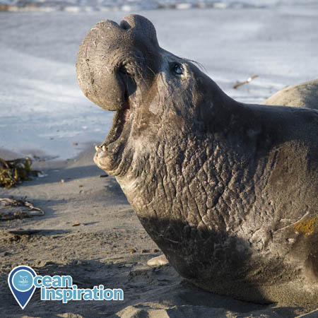 A male elephant seal bellows while on a beach.