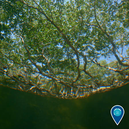 A view of mangrove trees looking up through the water.
