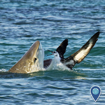 A tiger shark lunges at a Laysan albatross. The shark's head is above water and its jaws are open; the Laysan albatross is also at the surface.