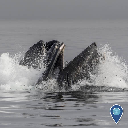 Humpback whales lunge feeding at the ocean surface. Small fish are jumping through the water to try to escape.