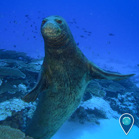 A Hawaiian monk seal swims underwater and looks at the camera.