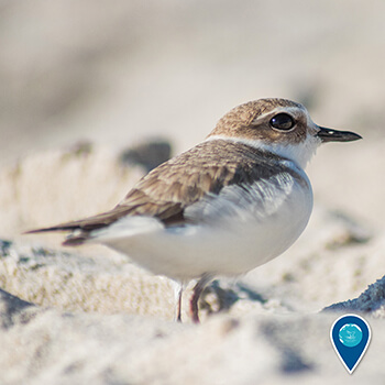A snowy plover