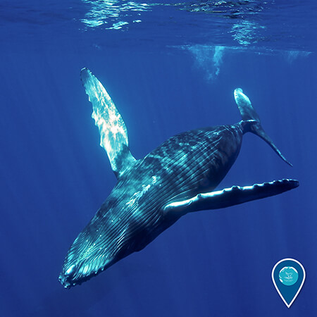 Humpback whale underwater
