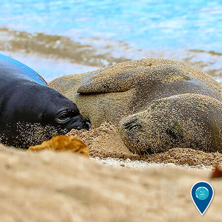 A Hawaiian monk seal mother and pup lying on a beach