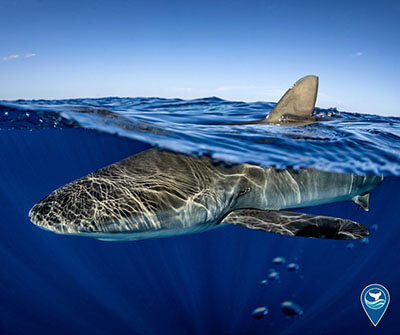 Meet Scot, the 1,600-pound great white shark swimming off