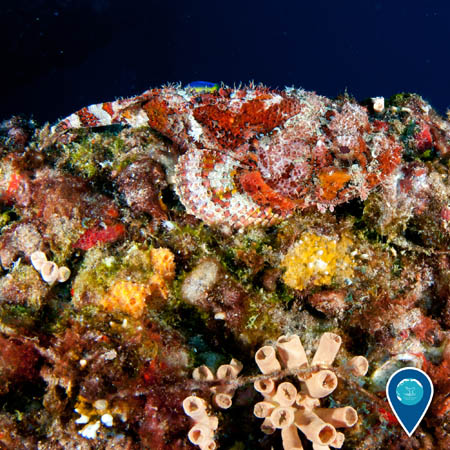 scorpionfish hiding among a coral reef with an invasive cup coral