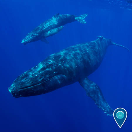 humpback whale and calf swimming