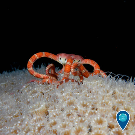 A ruby brittle star crawls across the extended polyps of mountainous star coral