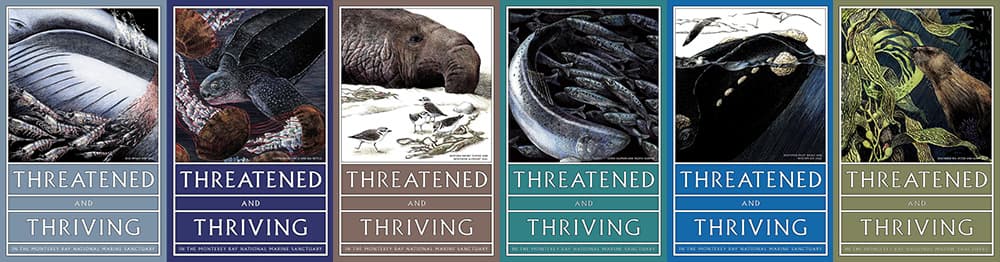 Threatened and Thriving poster series: Blue whales, leatherback sea turtle and sea nettle, western snowy plover and northen elephant seals, coho salmon and pacific sardine, northen right whale and western gull, southern sea otter and giant kelp