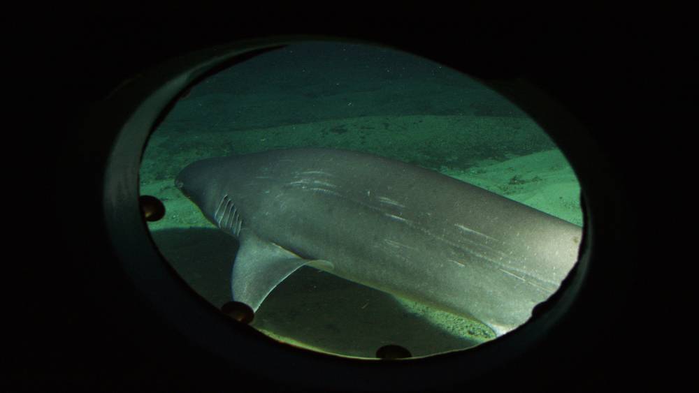 Sixgill shark skimming the sandy bottom outside of a submarine window.