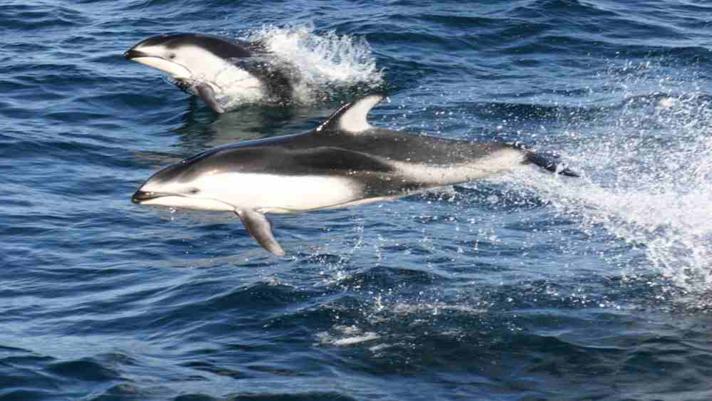 Two Pacific white-sided dolphins play in the water. One jumps completely out of the water.