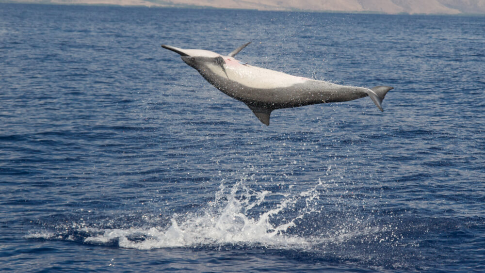 A dolphin with a dark gray back and white belly jumps completely out of the water upside down.