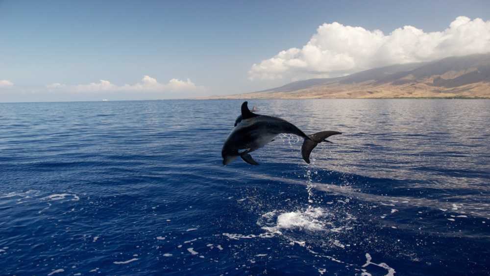 A dolphin jumps completely out of the water facing away from the viewer off the coast of Maui.