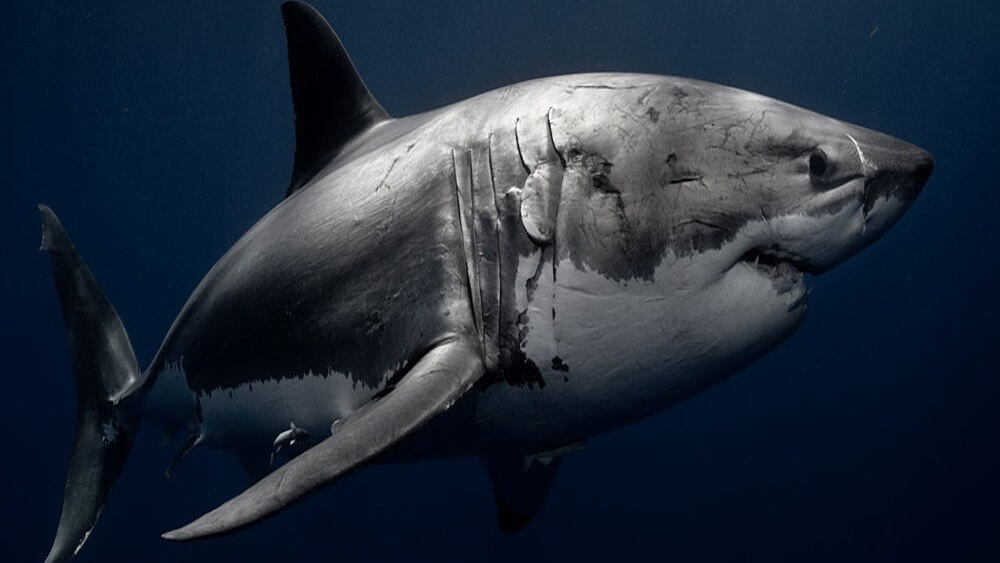 Full side of a large great white shark from nose to fin in dark blue water.