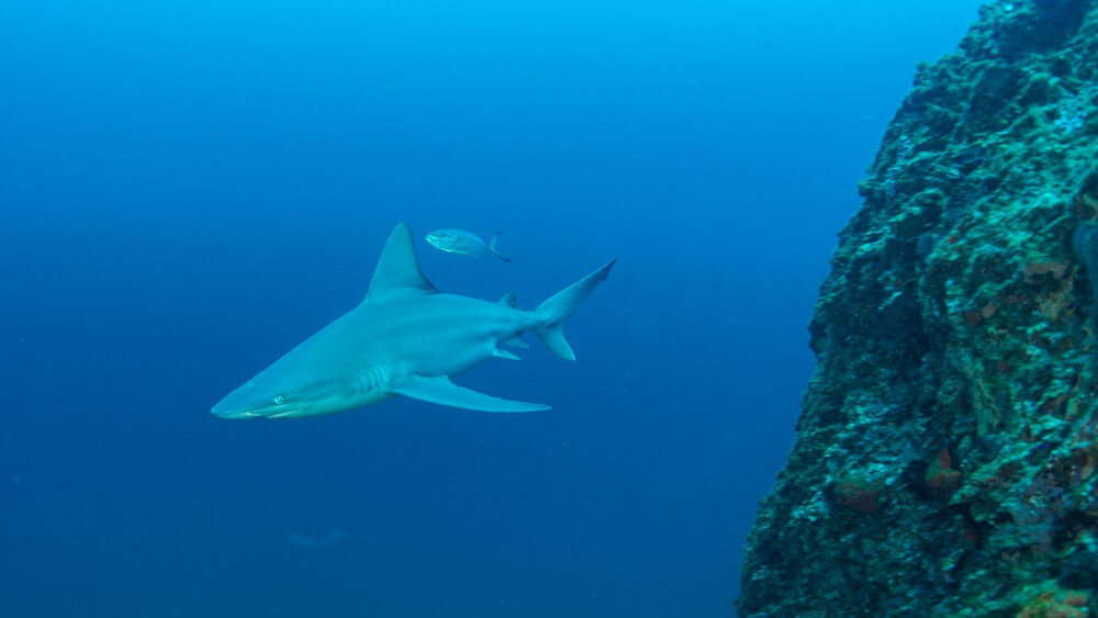 Shark swimming to the left of a tall reef with a silver fish following behind.