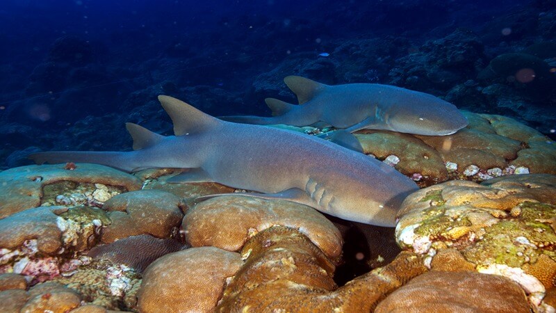 Two sharks laying on orange corals with dark reefs in the background.