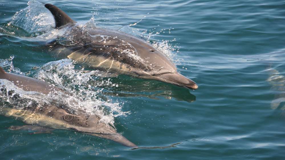 Two common dolphins zip across the surface of the ocean.