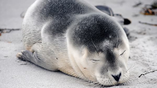 harbor seal pup resting on the beach