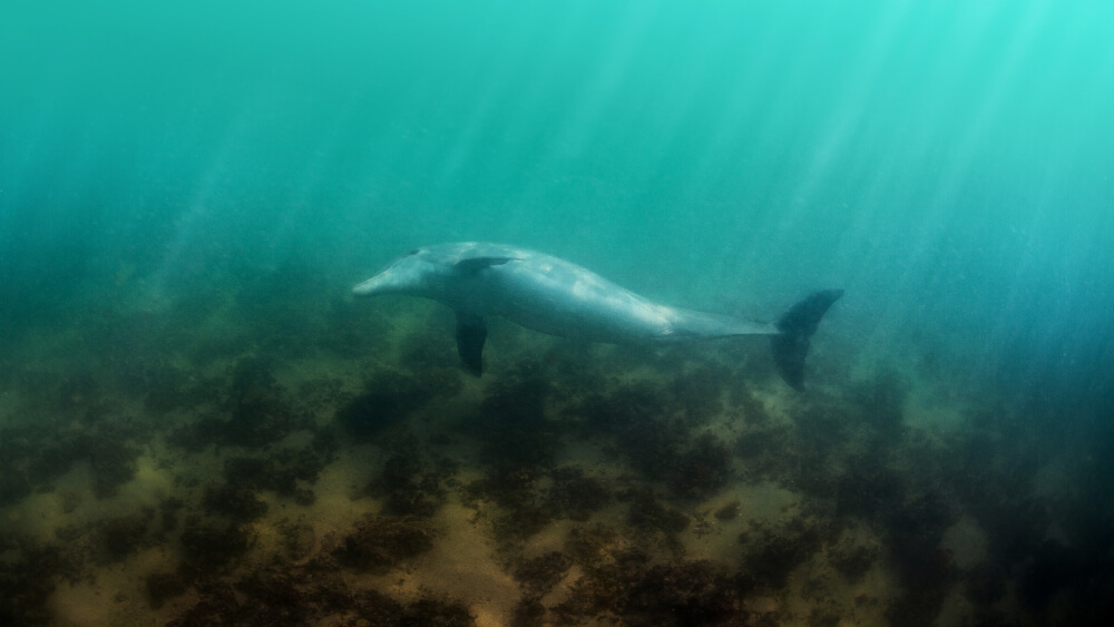 A dolphin swims near the ocean floor that is covered in algae.