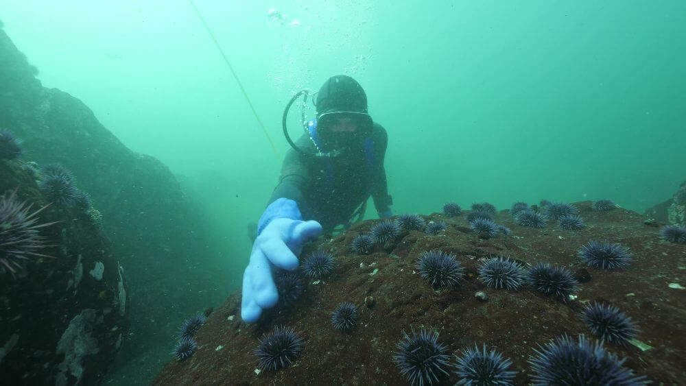 Commercial urchin diver harvesting purple urchins.