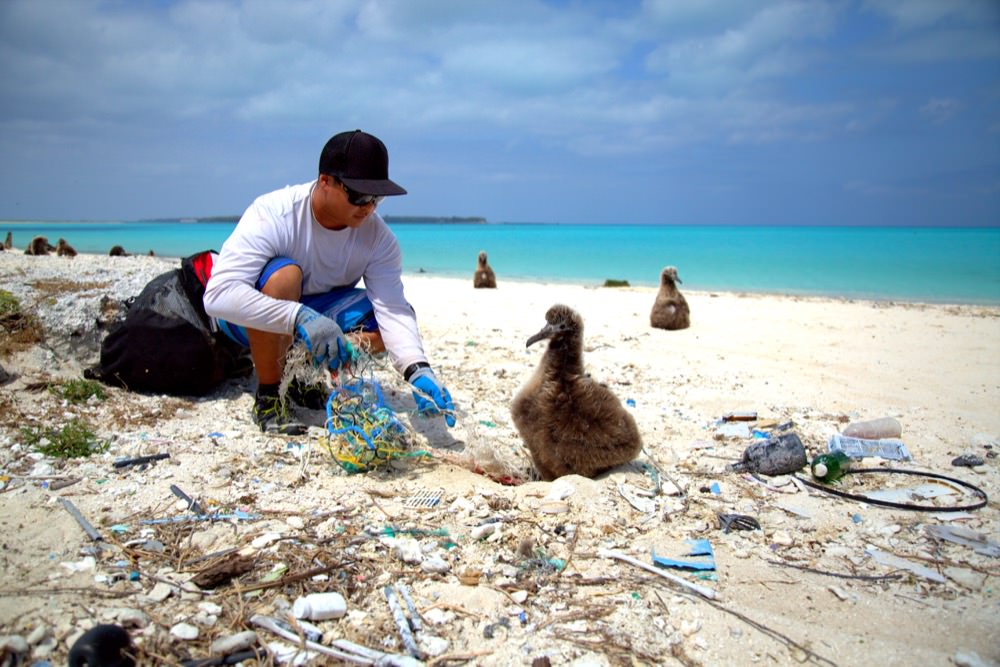 person cleaning up marine debris on the beach next to a laysan albatross chick. they are surrounded by marine debris