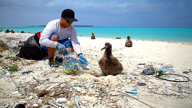 person cleaning up marine debris on the beach next to a laysan albatross chick. they are surrounded by marine debris