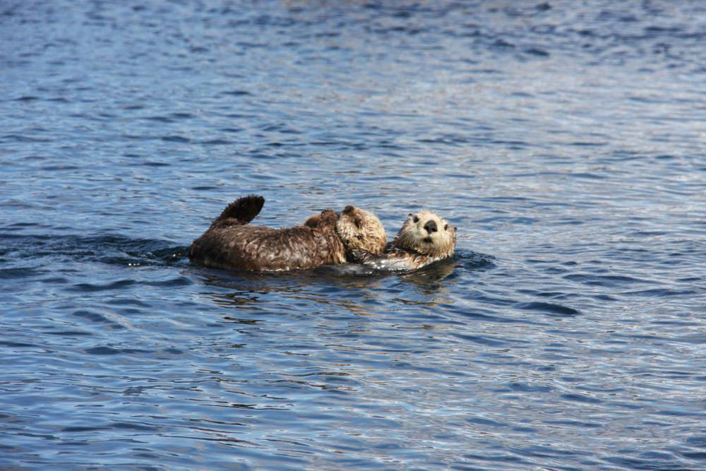 A larger sea otter looks forward with a baby sea otter on its stomach.