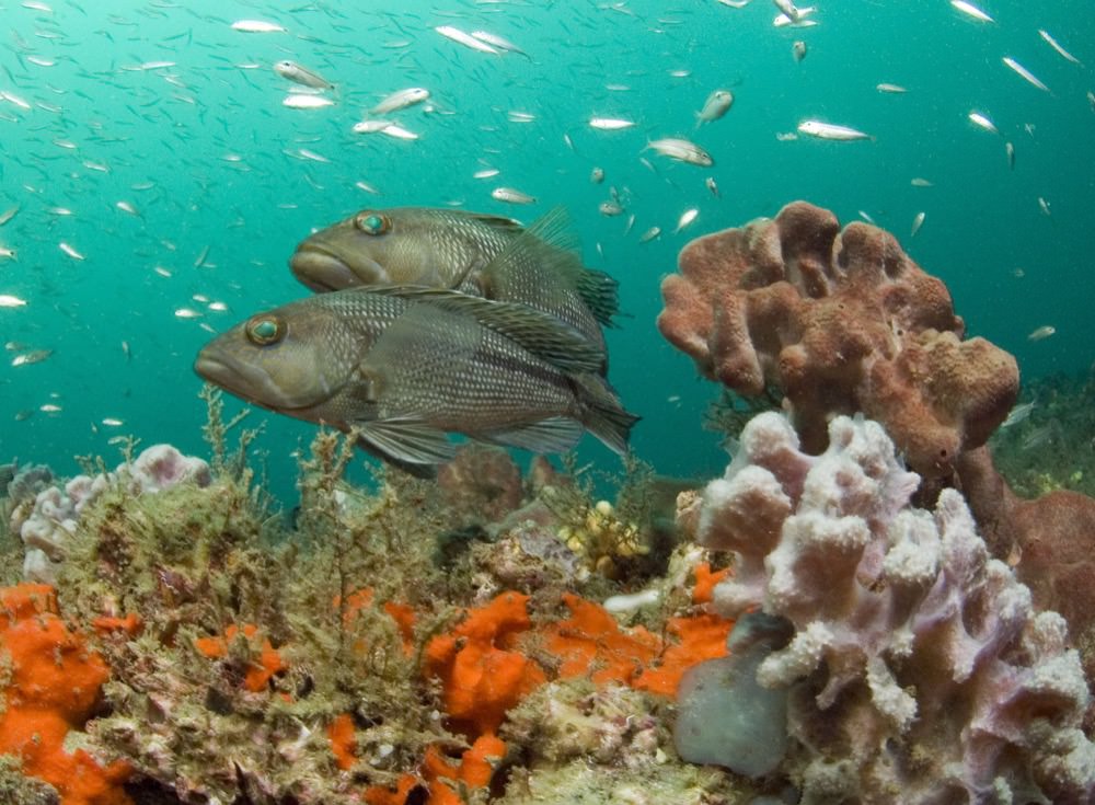 black sea bass above the live bottom reef