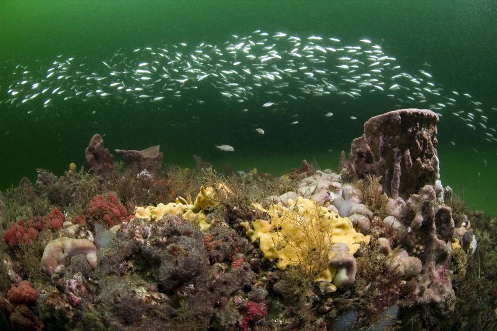the live bottom reef of gray's reef national marine sanctuary