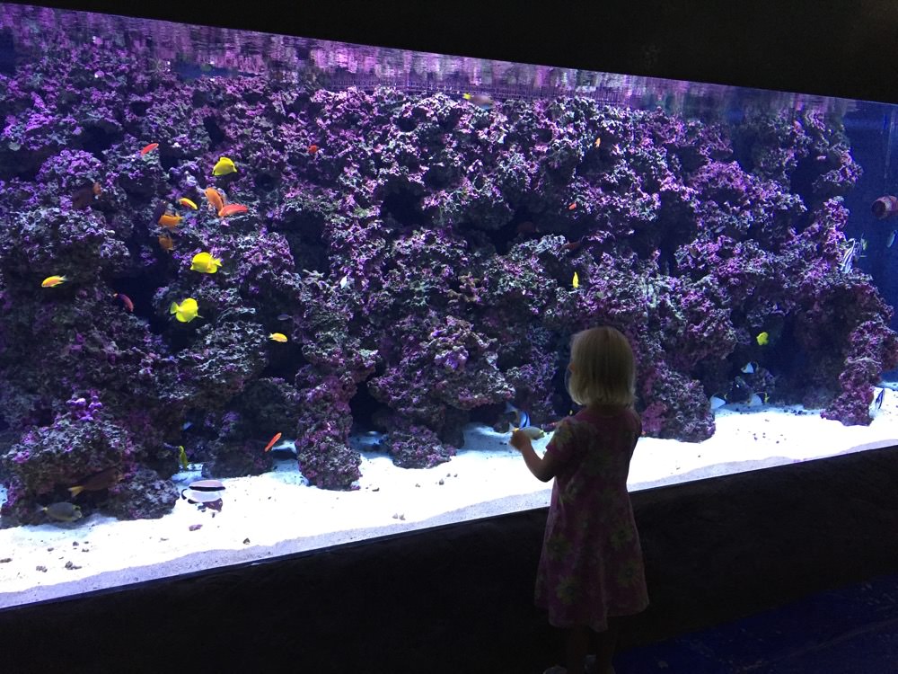 child in front of a fishtank
