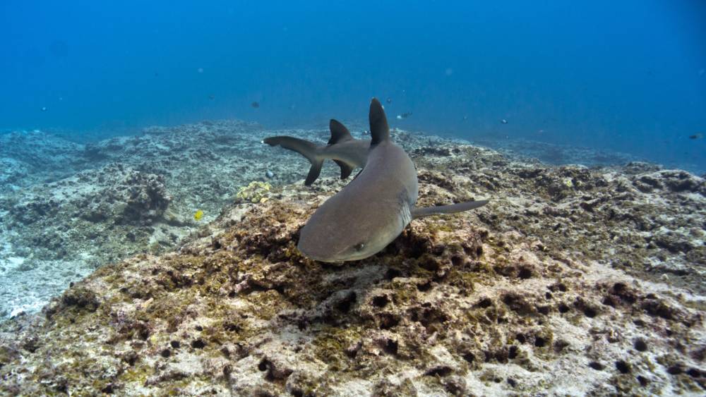 A shark swimming closely on top of a barren reef.