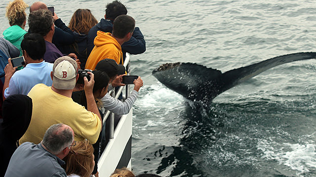 whale watchers photograph a humpback whale tail