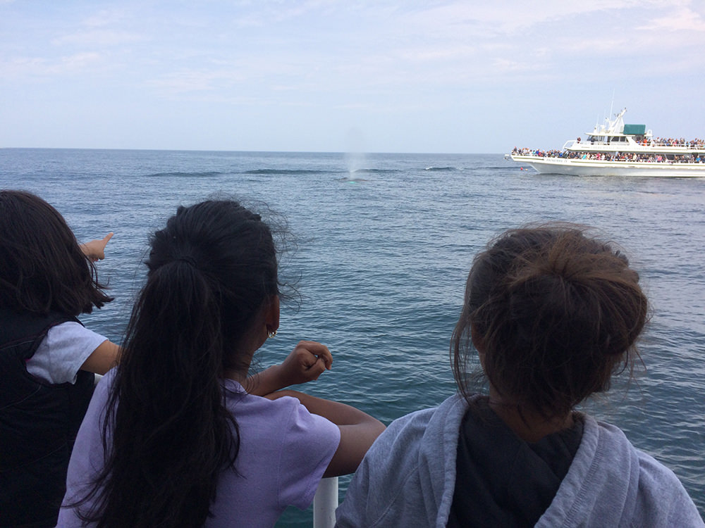 students on a boat point toward a surfacing whale