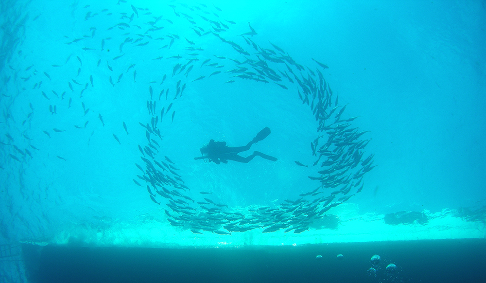a diver encircled by fish