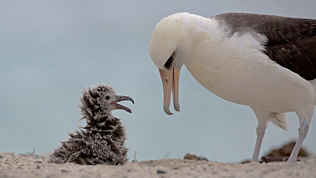 laysan albatross and chick