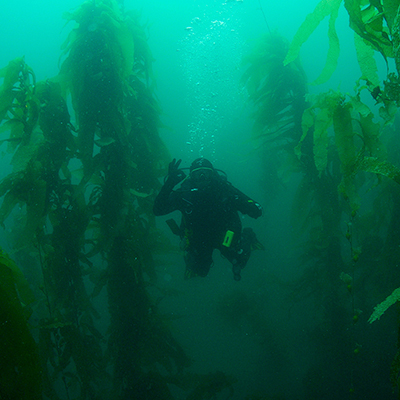 diver in kelp forest