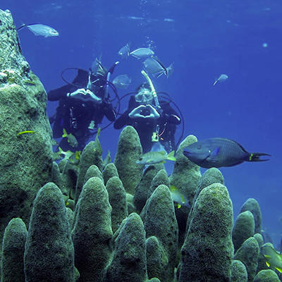 two divers behind pillar coral