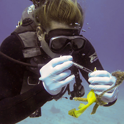 science diver examining coral