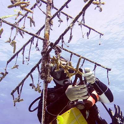 science diver pruning coral in a coral nursery