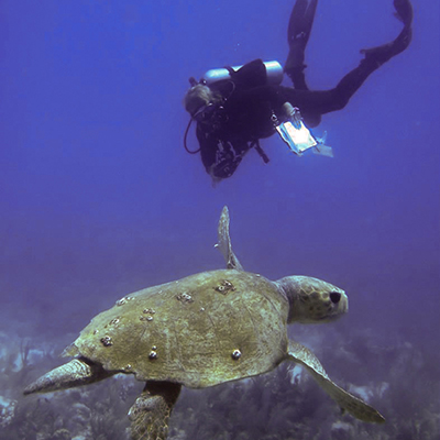 sea turtle approaching diver