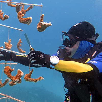 volunteer cleaning coral fragments