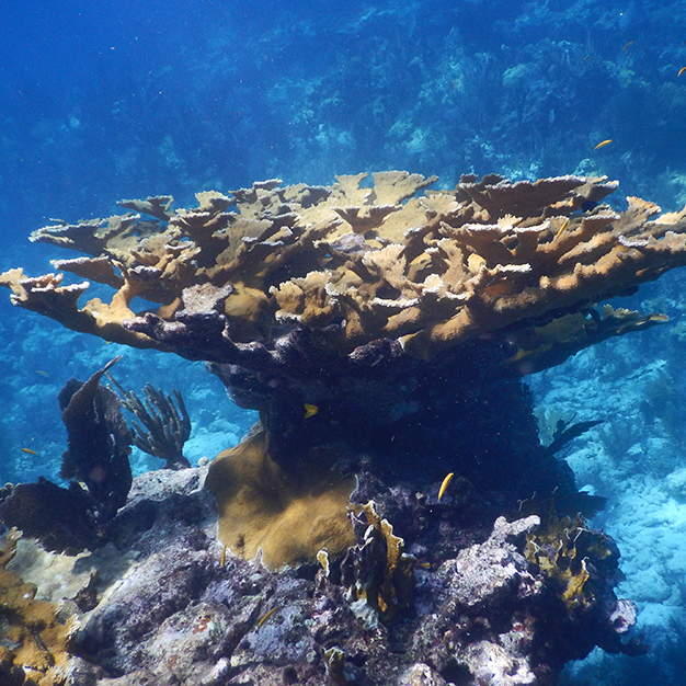elkhorn coral