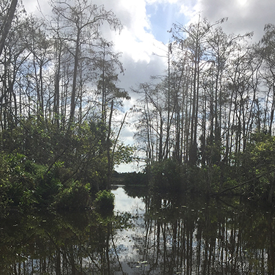 water in the center with mangroves and trees on the right and left