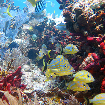 fish and invertebrates on coral reef