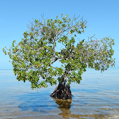 lone mangrove in shallow water
