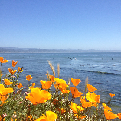 orange california poppies with the ocean and surfers in the background