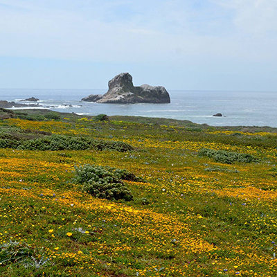 wildflower bloom on a coastal meadow