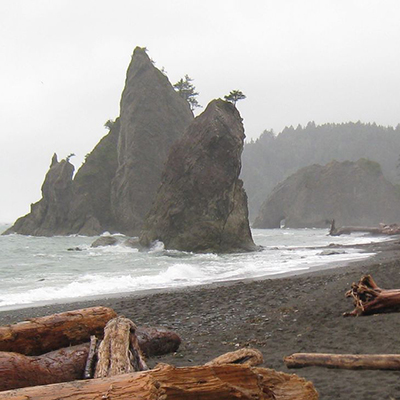 foggy beach with driftwood