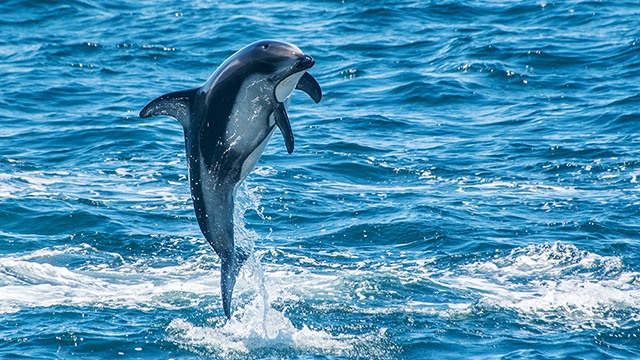 pacific white sided dolphin leaping out of the water